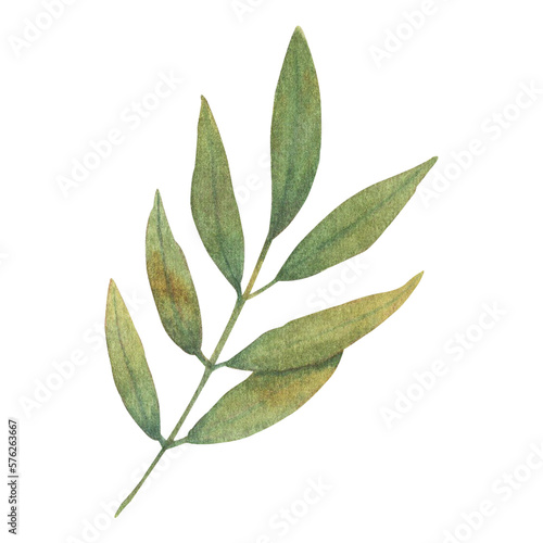 Watercolor leaves Botanical collection natural elements on white background illustration © Gunyanut
