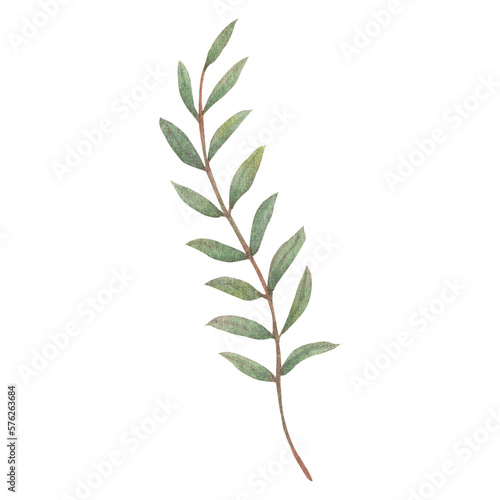 Watercolor leaves Botanical collection   natural elements on white background  illustration
