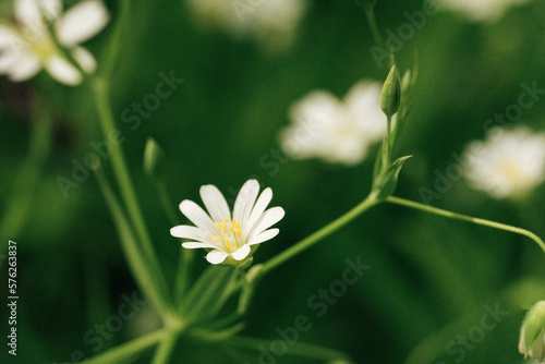 beautiful white flower closeup, macro. fresh background, spring theme 