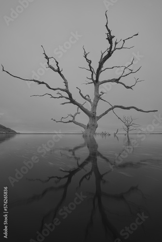 tree in the fog