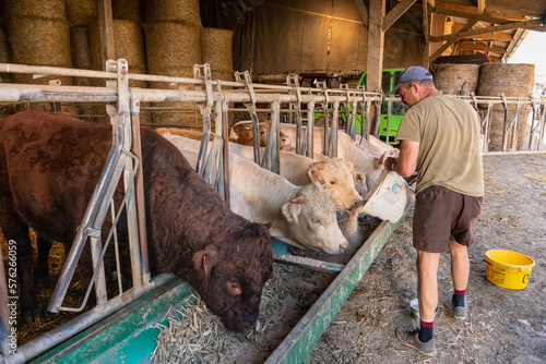 Photography Alimentation de bovins à l'engraissement