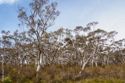 Photography White-trunk eucalyptus forest near Katoomba, Australia