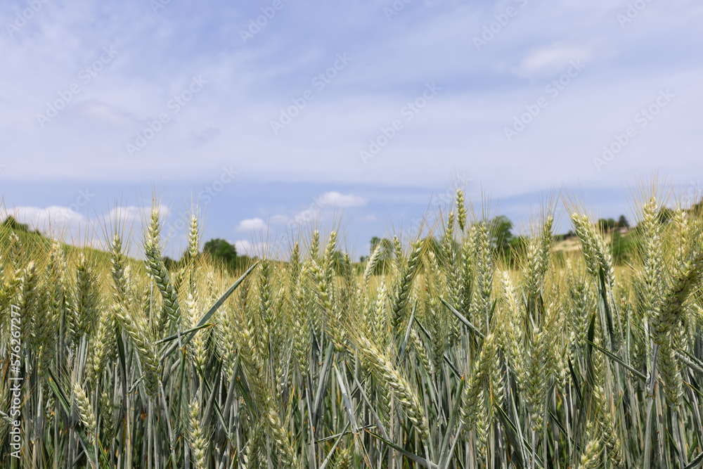Field landscape. Ripening ears of wheat field on background of blu sky. Crops field (Selective focus)
