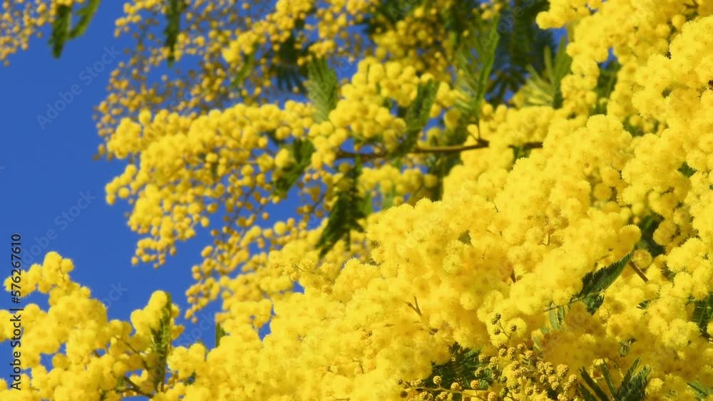 Beautiful branches of blooming yellow Mimosa (Acacia dealbata) and blue sky. The flowering branch of mimosa is offered to women on March 8 on International Women's Day. Beautiful branches of blooming yellow Mimosa (Acacia dealbata) and blue sky. The flowering branch of mimosa is offered to women on March 8 on International Women's Day.
