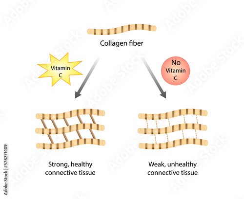 Collagen synthesis. Vitamin C. Collagen fibers. Connective tissue. Beauty treatment nutrition skin care, Anti-aging therapy. Skin elasticity. Vector illustration.