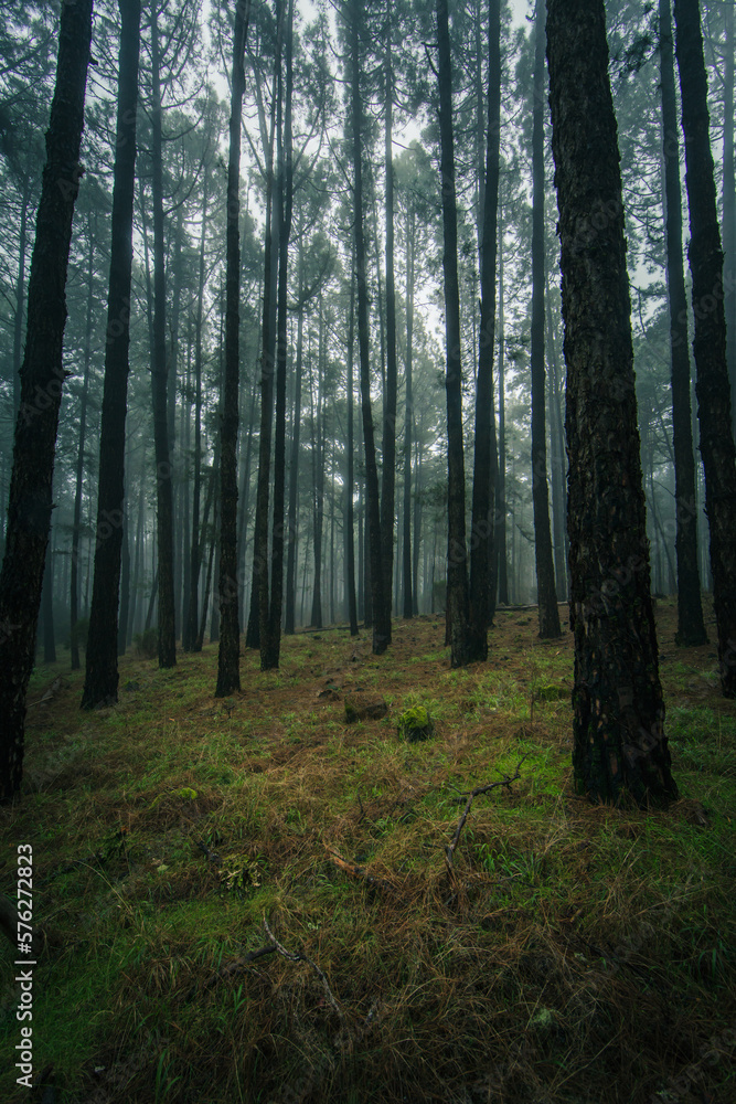 Naklejka premium Esperanza Wald bei Las Rosas, Nordosten von Teneriffa