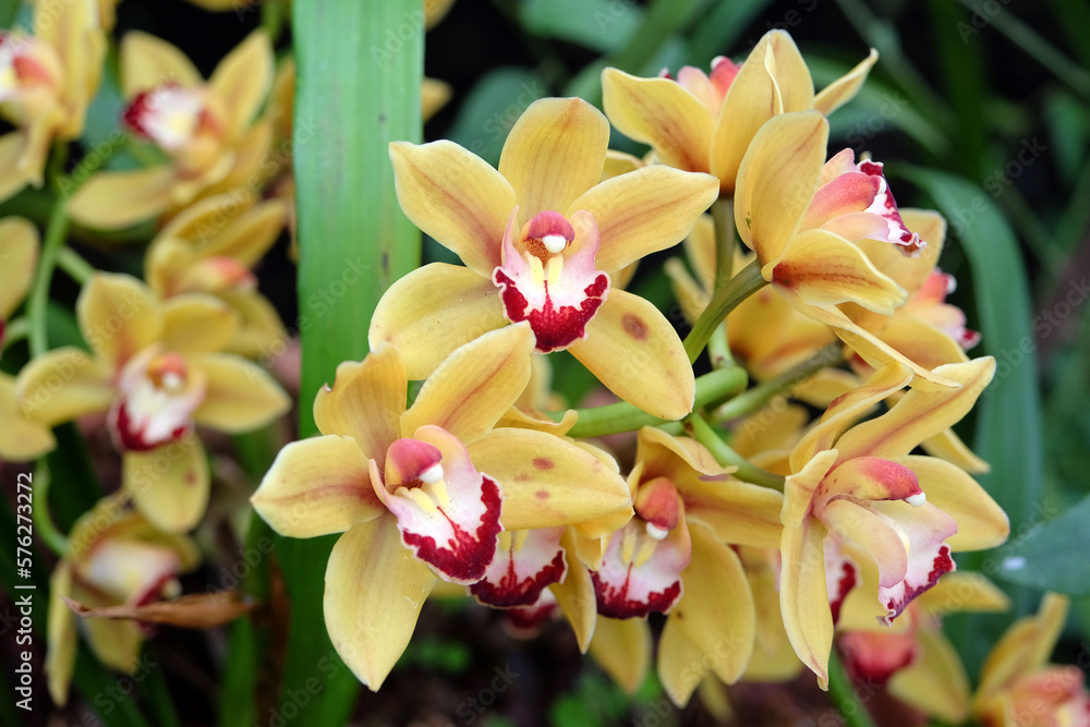 Obraz premium Yellow and red Cymbidium orchids in flower.