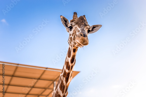 Photography Close-up of giraffe head against sky.