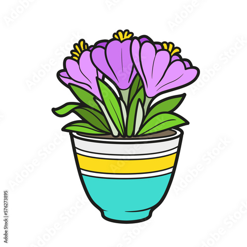 Crocus flowers grow in a pot color variatin for  coloring book isolated on white background