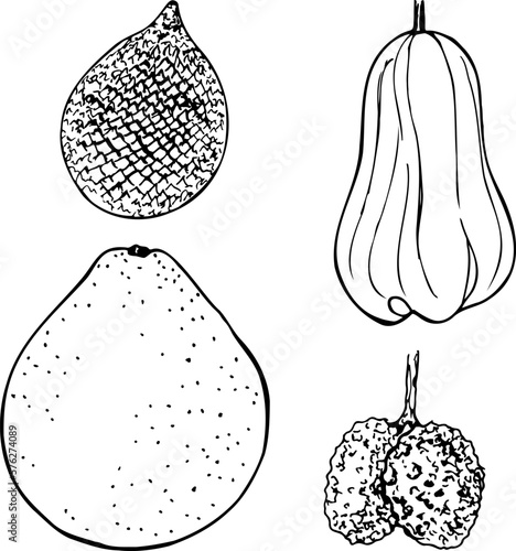 Asian fruit black and white vector set isolated on a white background.