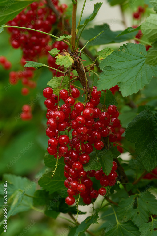 Rote Johannisbeeren am Strauch Rote Johannisbeeren am Strauch
