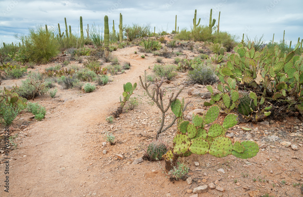Up the Trail at Saguaro National Park