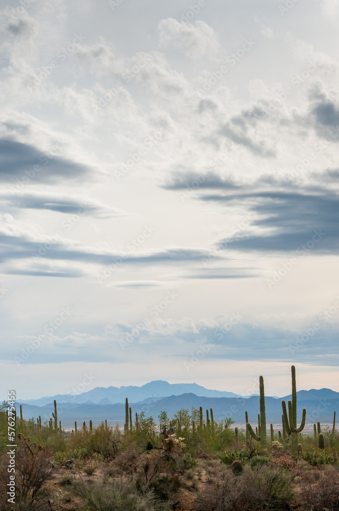 Sunrise at Saguaro National Park Sunrise at Saguaro National Park