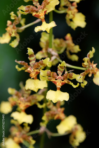 Yellow and red mottled Oncidium wentworthianum Bateman orchids in flower. photo