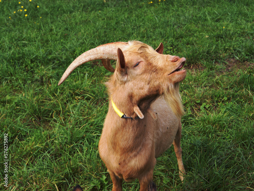 Bouc