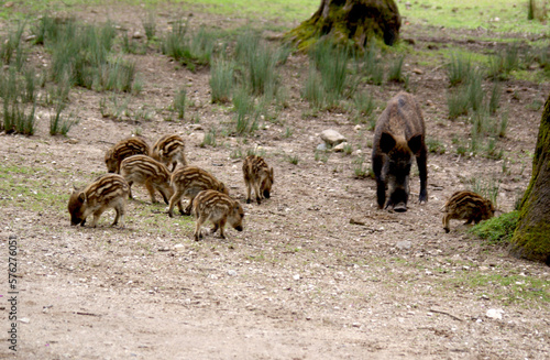 Sanglier et marcassins