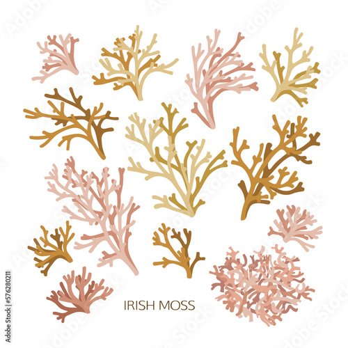 Obraz na płótnie Set of hand drawn irish moss