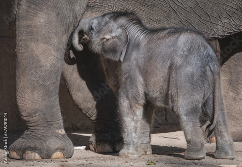 Kleiner Elefant trinkt bei der Mutter