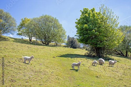Summertime along the Malvern hills.