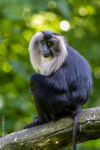 The lion-tailed macaque (Macaca silenus), also known as the wanderoo