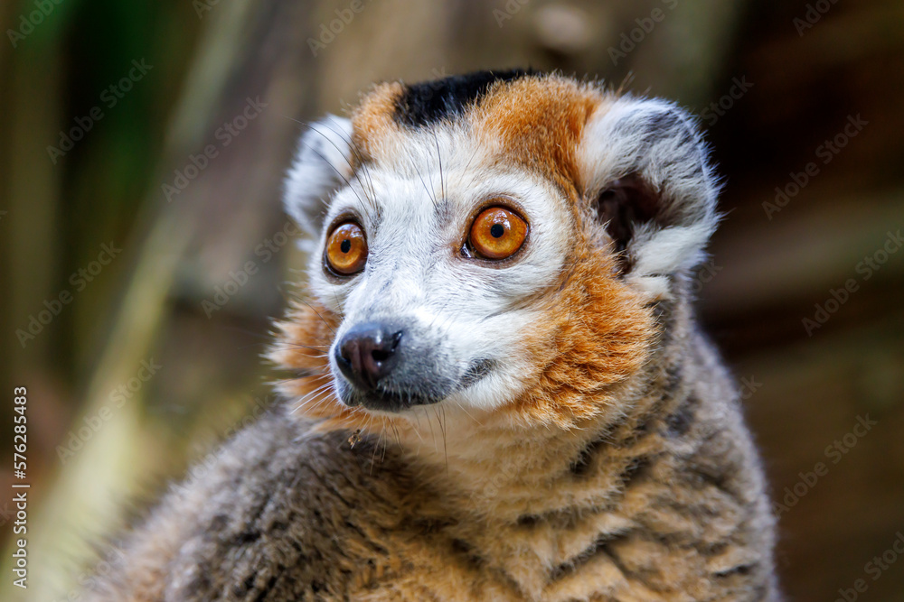 The crowned lemur (Eulemur coronatus) close up shot