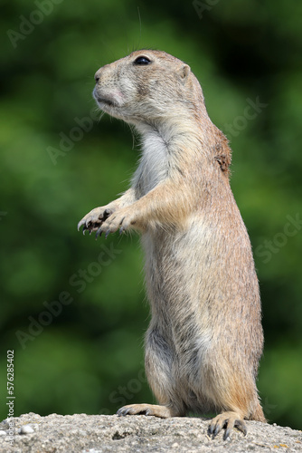Close up shot of black-tailed prairie dog (Cynomys ludovicianus)
