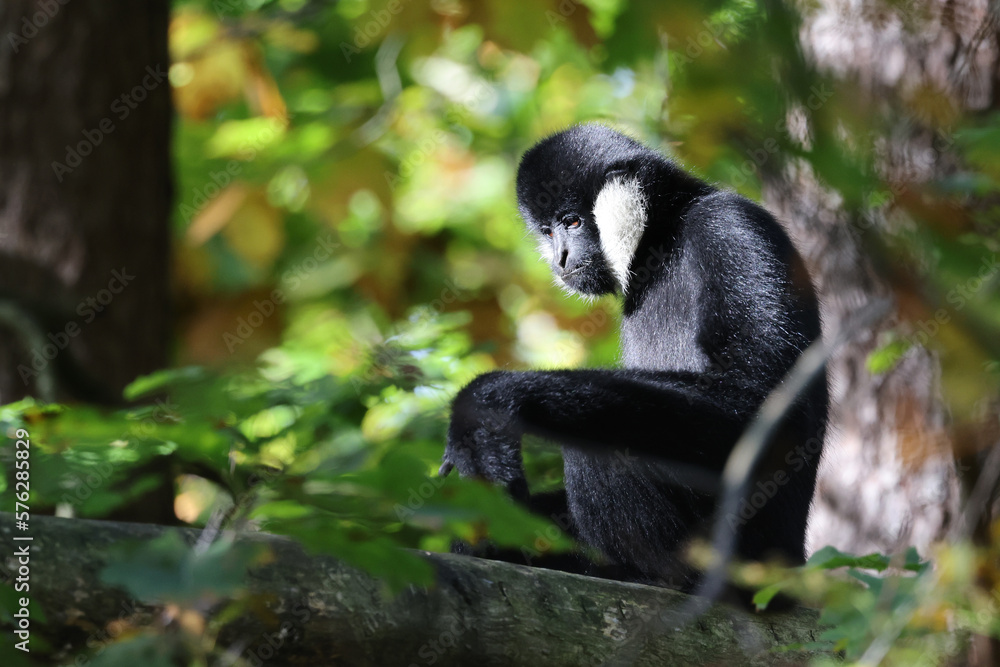 Fototapeta premium The northern white-cheeked gibbon (Nomascus leucogenys) close up shot