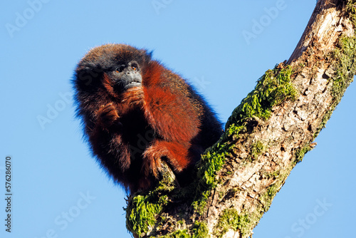Canvas Print The coppery titi monkey (Plecturocebus cupreus), or red titi monkey close up sho