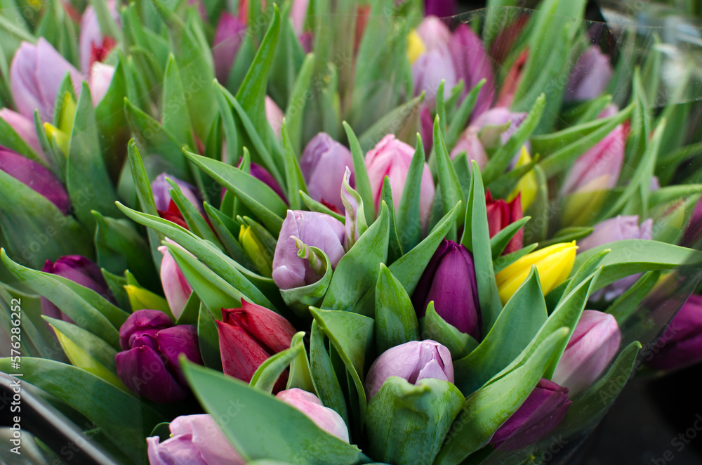 Tulipanes de Holanda