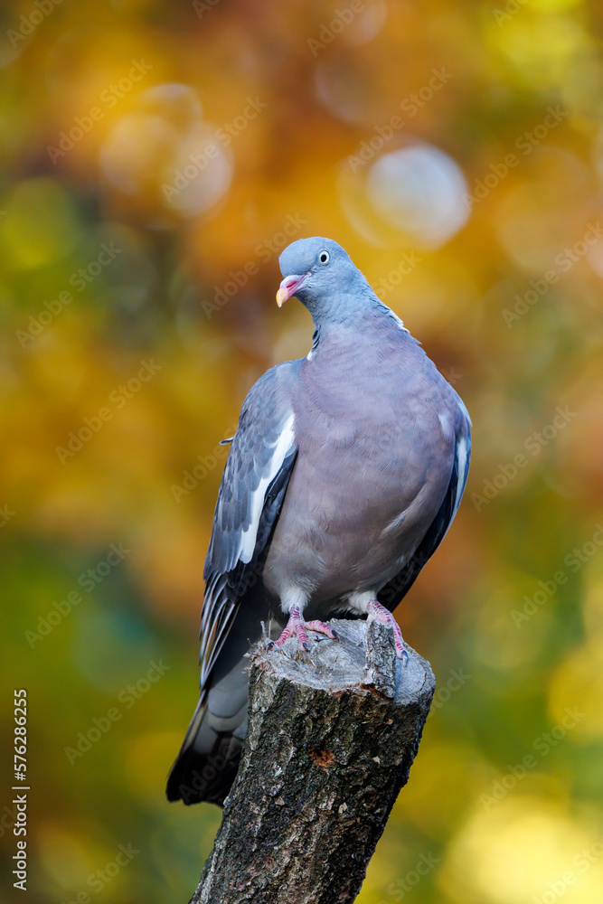 The common wood pigeon or common woodpigeon (Columba palumbus), also