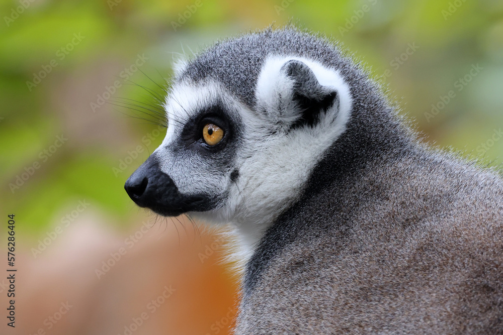 Obraz premium Close up shot of Ring-tailed lemur (lemur catta)