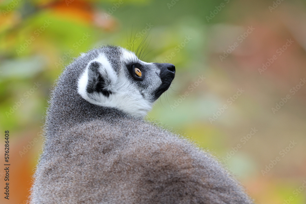 Fototapeta premium Close up shot of Ring-tailed lemur (lemur catta)