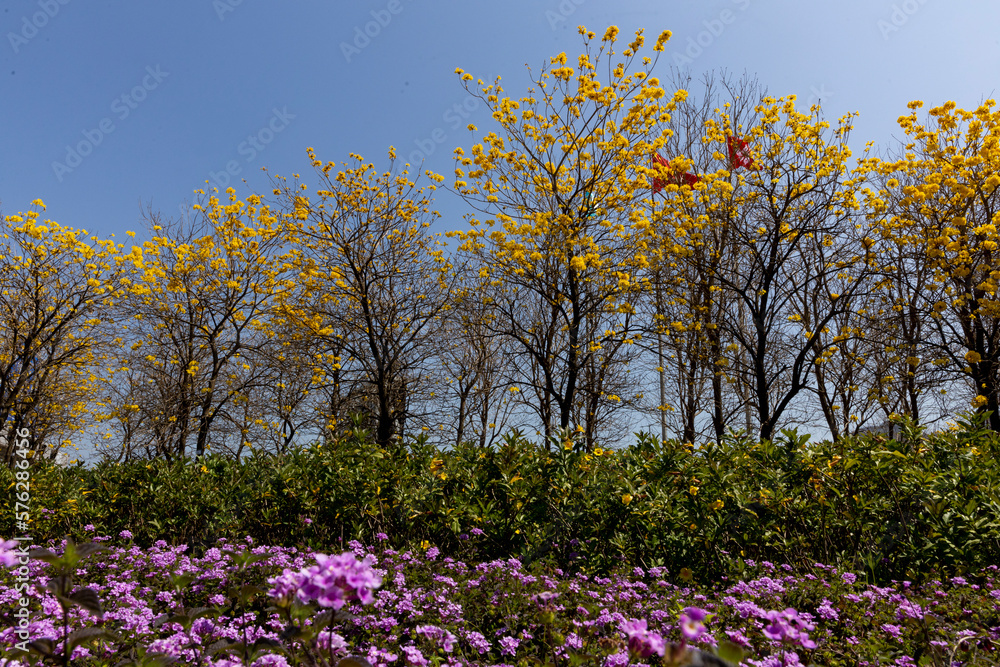 2023 Feb 28,Hong Kong.Golden Trumpet blooms in spring at Airport Golden Thrumplet Trail,Tung Chung,Hong Kong 2023 Feb 28,Hong Kong.Golden Trumpet blooms in spring at Airport Golden Thrumplet Trail,Tung Chung,Hong Kong