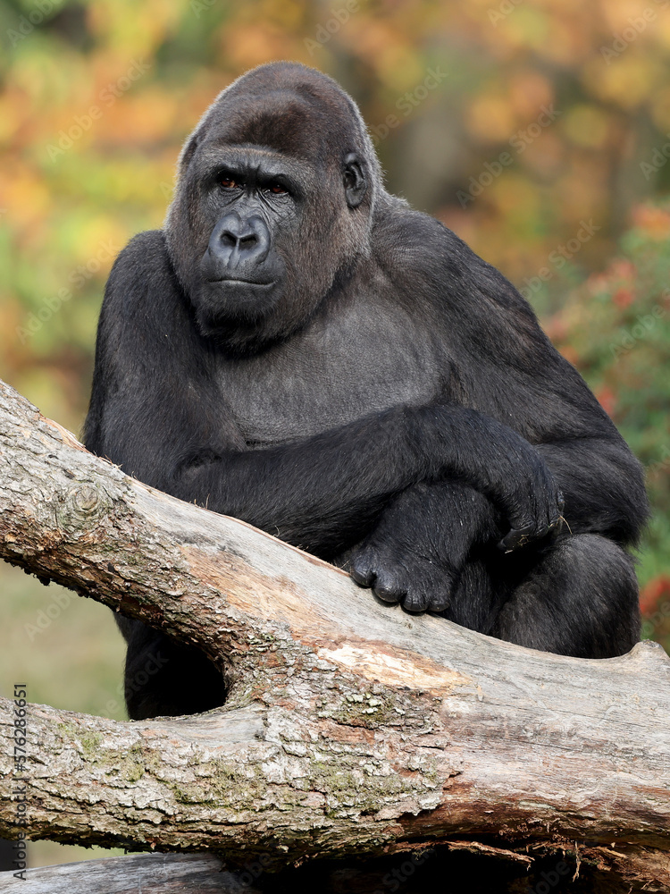 Naklejka premium Close up shot of a western Lowland Gorilla