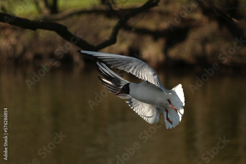 Seagull flies over the lake at sunset.