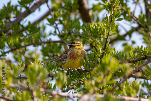 bird looking around  in woodland, Cirl Bunting, Emberiza cirlus photo