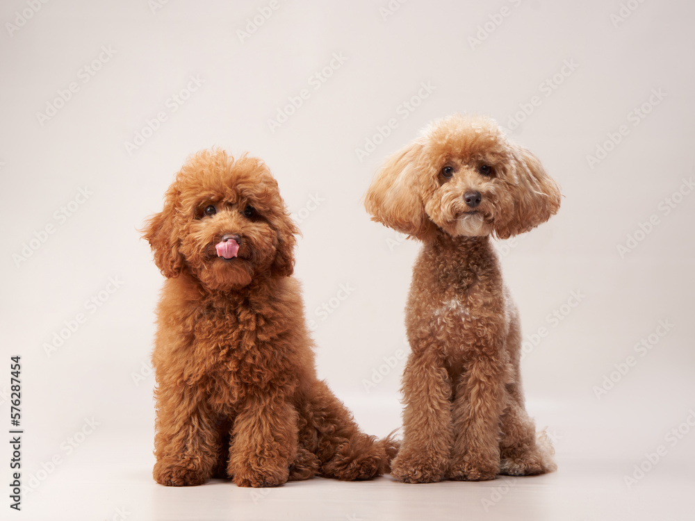 two poodles on a beige background. curly dogs in photo studio. Maltese, maltipoo two poodles on a beige background. curly dogs in photo studio. Maltese, maltipoo