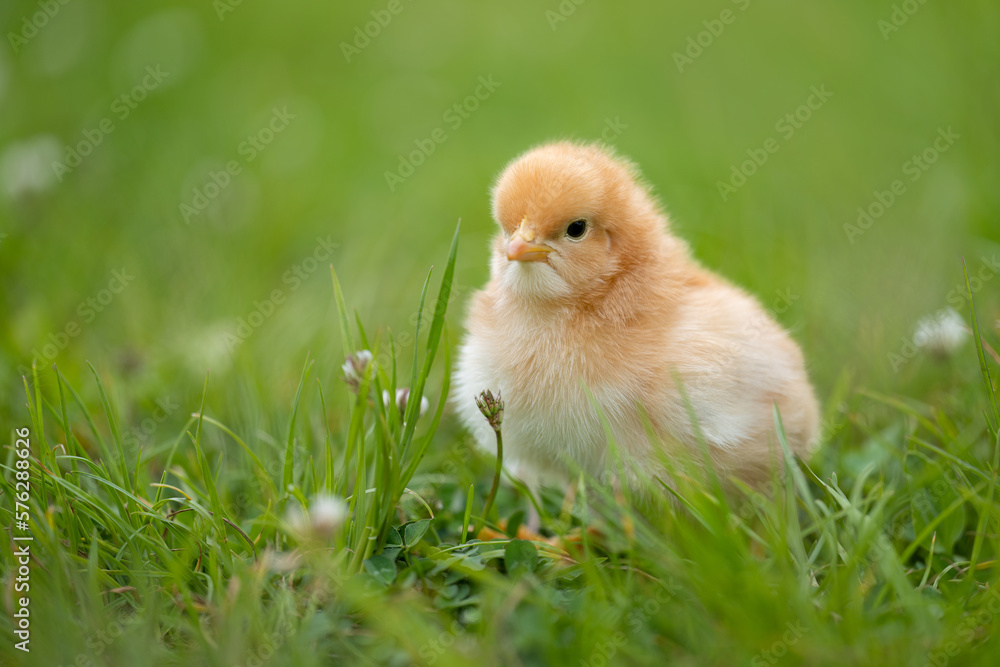 Adorable yellow little chicken on green background