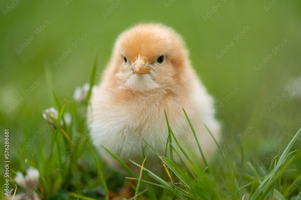 Adorable yellow little chicken on green background