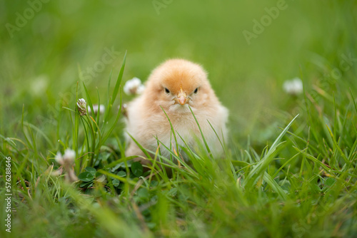 Adorable yellow little chicken on green background