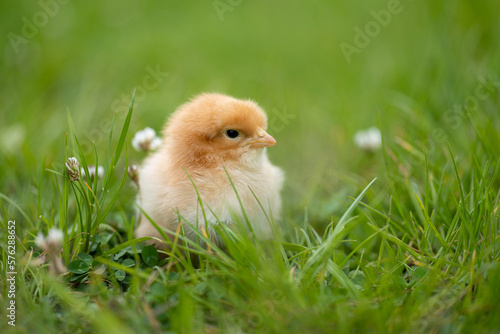 Adorable yellow little chicken on green background