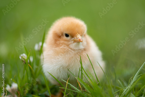 Adorable yellow little chicken on green background