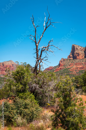 Dead Tree and Landscape at Sedona, Arizona