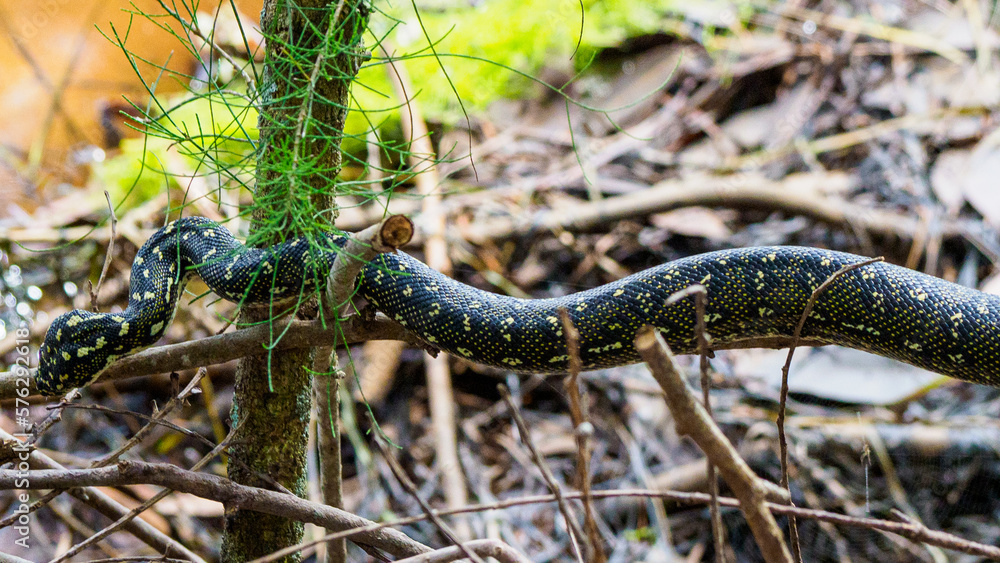 Diamond python on a forested lake shore, NSW, Australia Diamond python on a forested lake shore, NSW, Australia