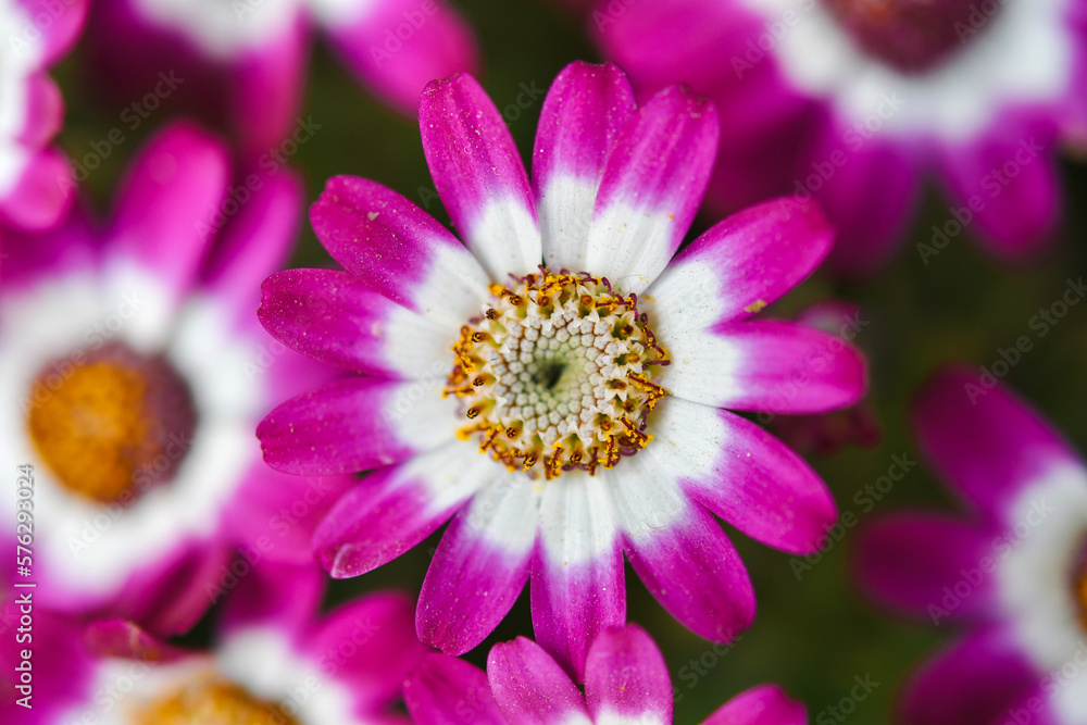 The spring is here...Blossom Flowers