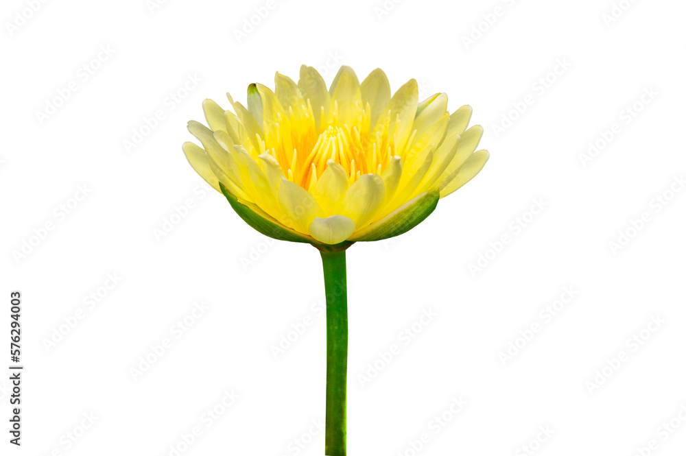 Fototapeta premium Yellow lotus flower on transparent background PNG file