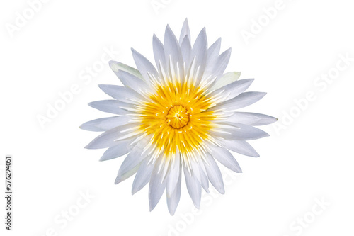 White lotus flower on transparent background PNG file