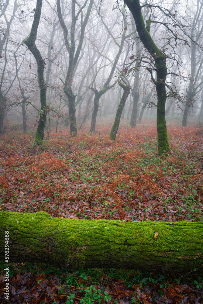 Wet and shiny moss covers a fallen log in a forest Wet and shiny moss covers a fallen log in a forest