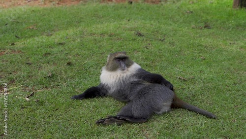 African Sabkhi monkey siting on the grass, Old World monkeys photo