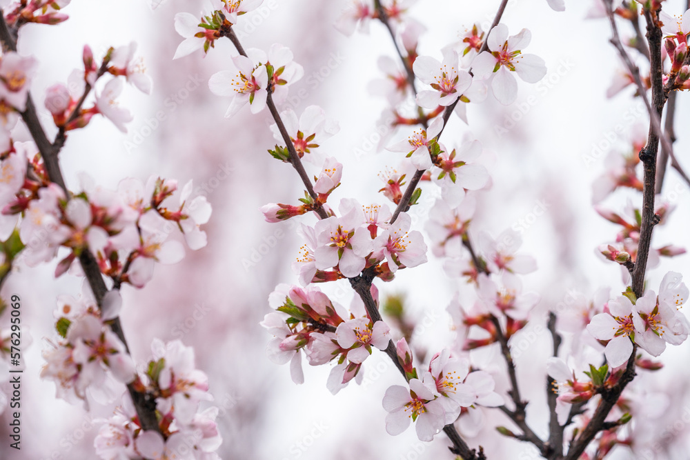 Beautiful spring flowers. Blossoming apricot tree branches.
Beautiful spring flowers. Blossoming apricot tree branches.